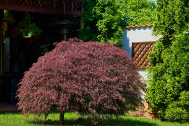 10 INABA SHIDARE MAPLE Weeping Red Laceleaf Japanese Acer Palmatum Dissectum Tree Seeds